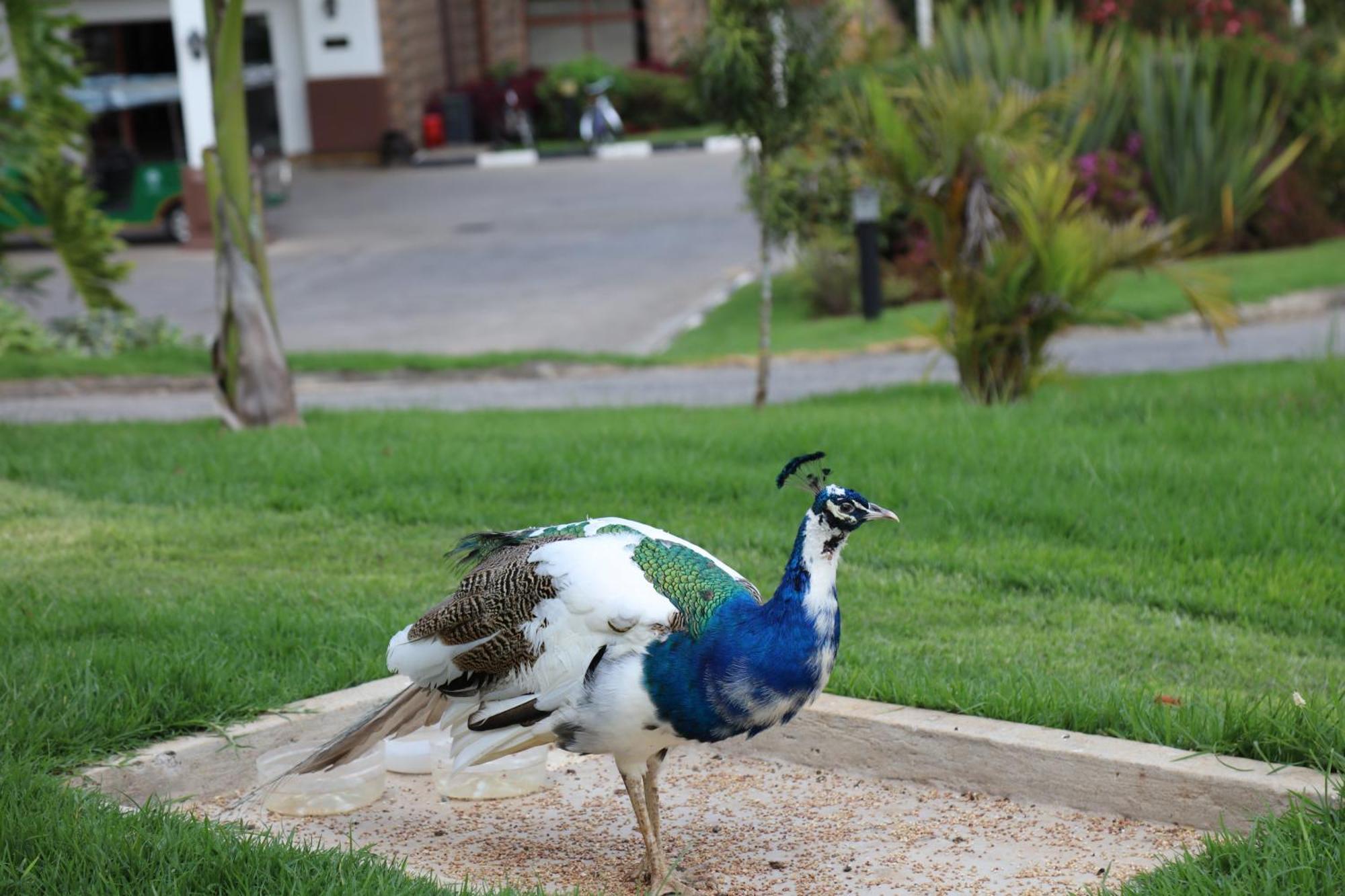 Nyahururu Panari Resort, BW Signature Collection מראה חיצוני תמונה